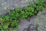 Vaccinium vitis-idaea. Растения с созревающими плодами. Челябинская обл., Миасский гор. округ, Александровская сопка, ≈ 800 м н.у.м., скалистый склон, трещина в скале. 23.07.2020.
