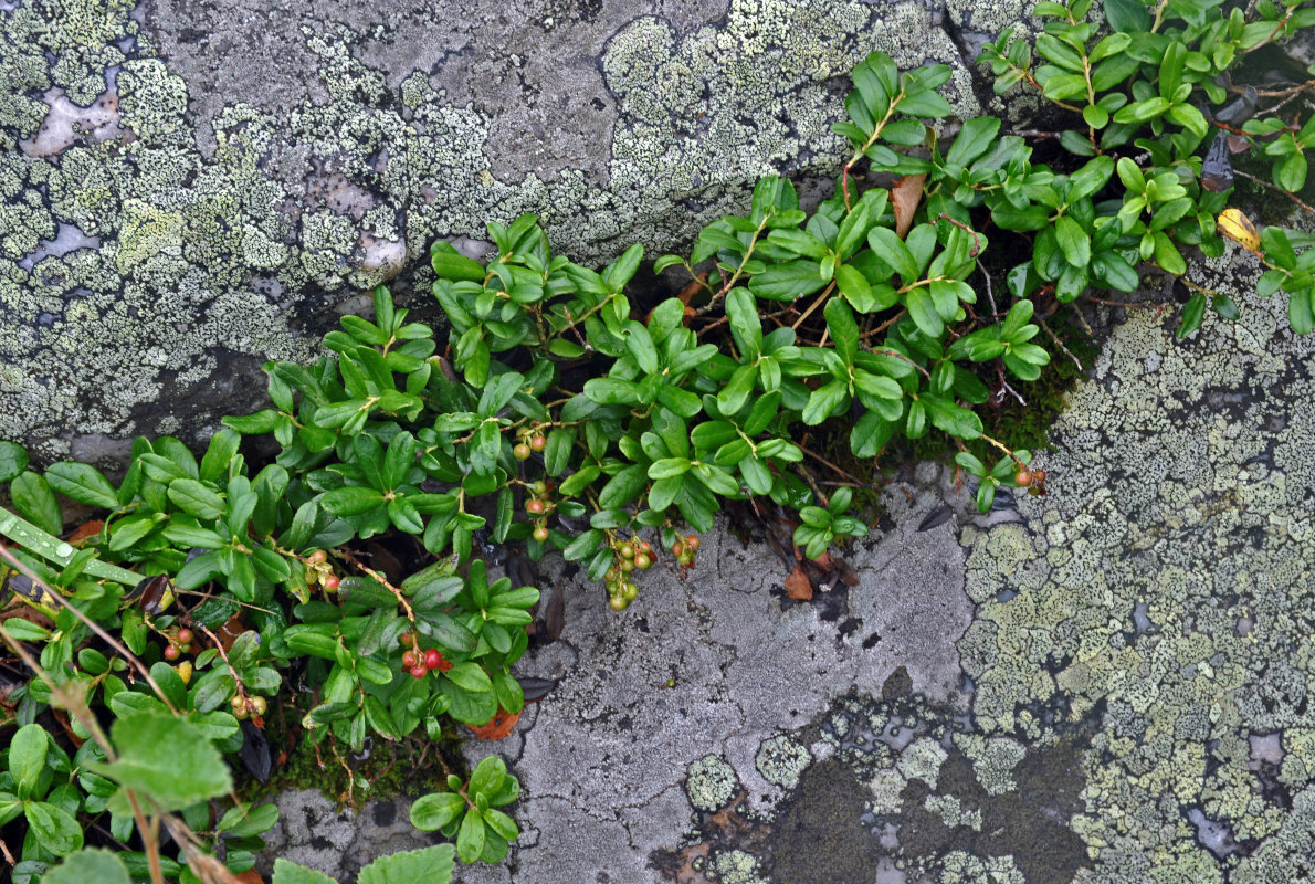 Изображение особи Vaccinium vitis-idaea.