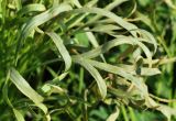 Falcaria vulgaris