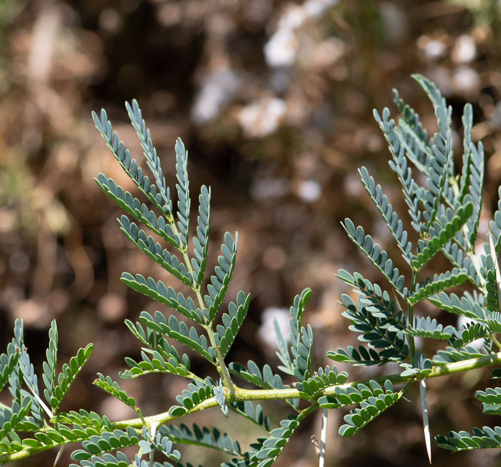 Изображение особи Vachellia hebeclada.