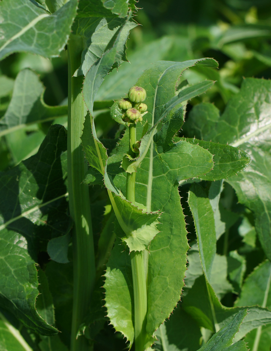 Изображение особи Sonchus oleraceus.