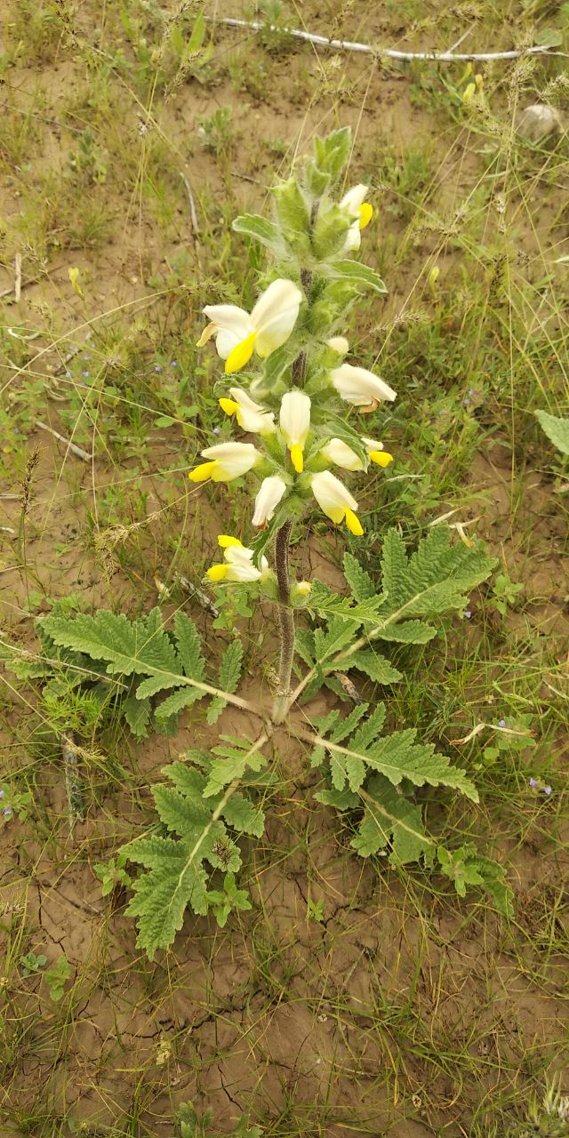 Image of Phlomoides labiosa specimen.