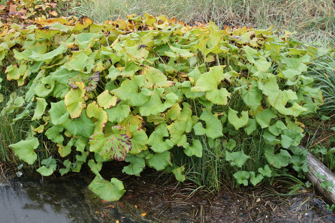 Image of Petasites radiatus specimen.