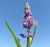 Polygala comosa