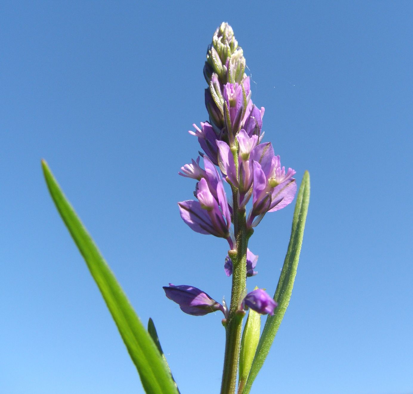 Изображение особи Polygala comosa.