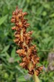 Orobanche bartlingii. Отцветшее соцветие. Ленинградская обл., Ломоносовский р-н, Кирхгофские высоты, сухой луг на известняках. 11.07.2010.