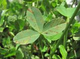 Trifolium rytidosemium