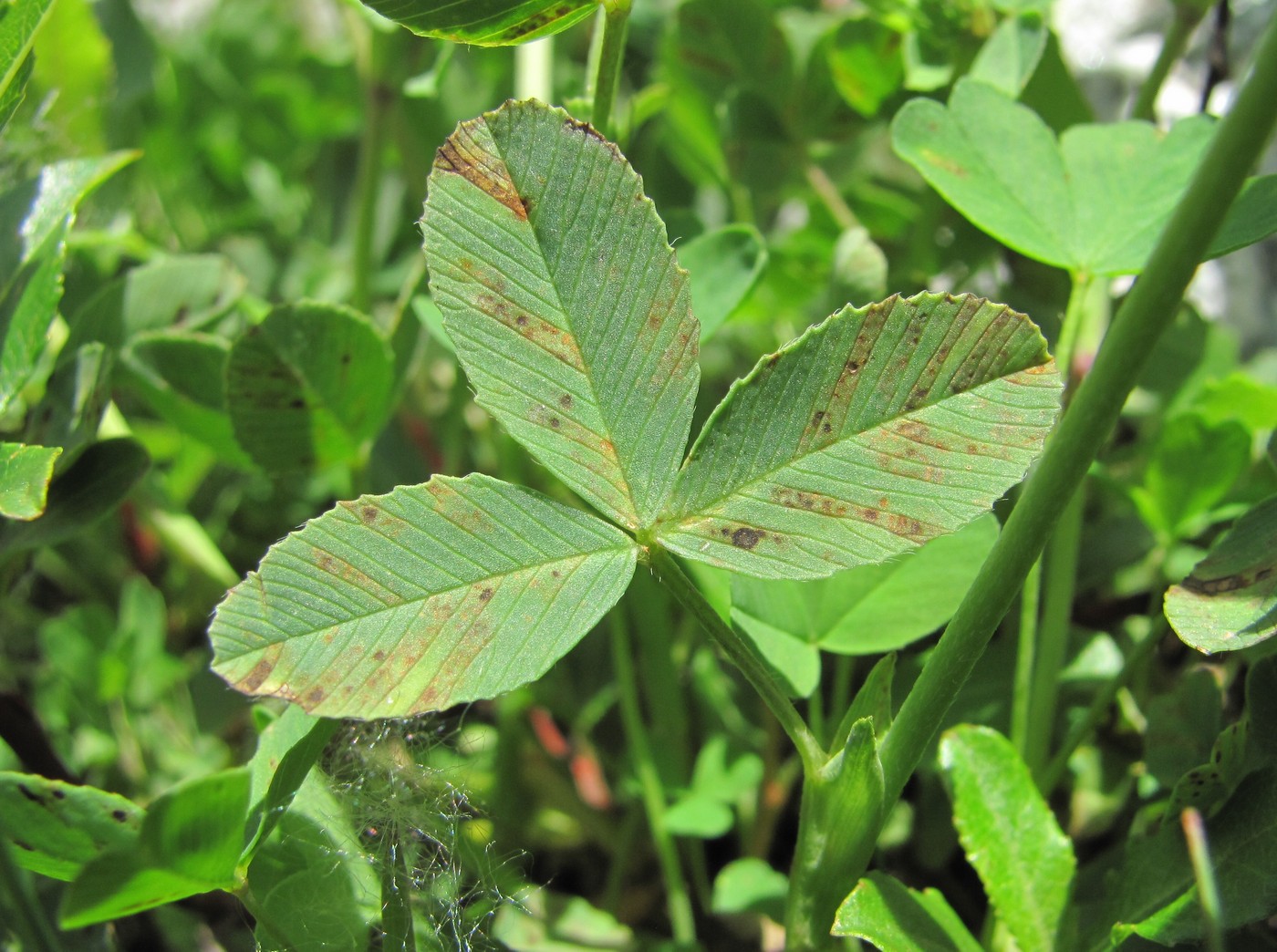 Изображение особи Trifolium rytidosemium.