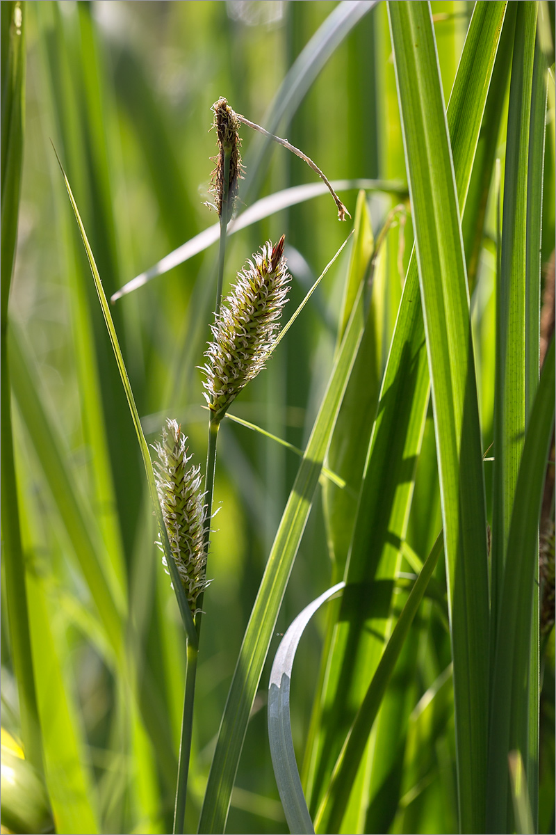 Изображение особи Carex riparia.