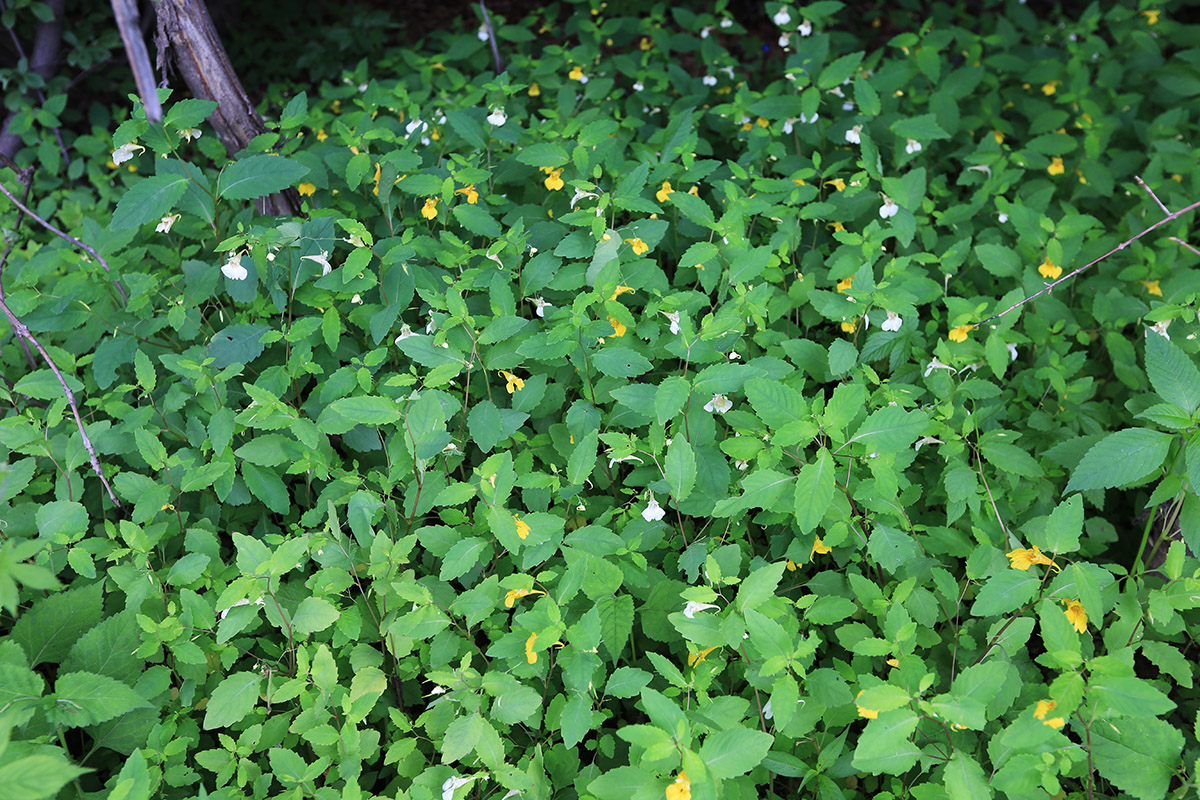 Изображение особи Impatiens noli-tangere.