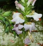 genus Acanthus