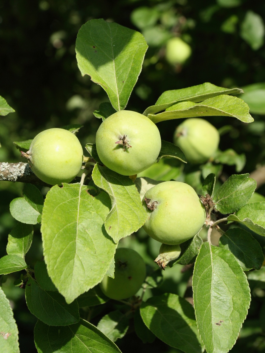 Изображение особи Malus domestica.