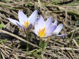 Crocus reticulatus. Цветущие растения. Краснодарский край, Усть-Лабинский р-н, склон правого берега Кубани восточнее Усть-Лабинска. 07.03.2021.