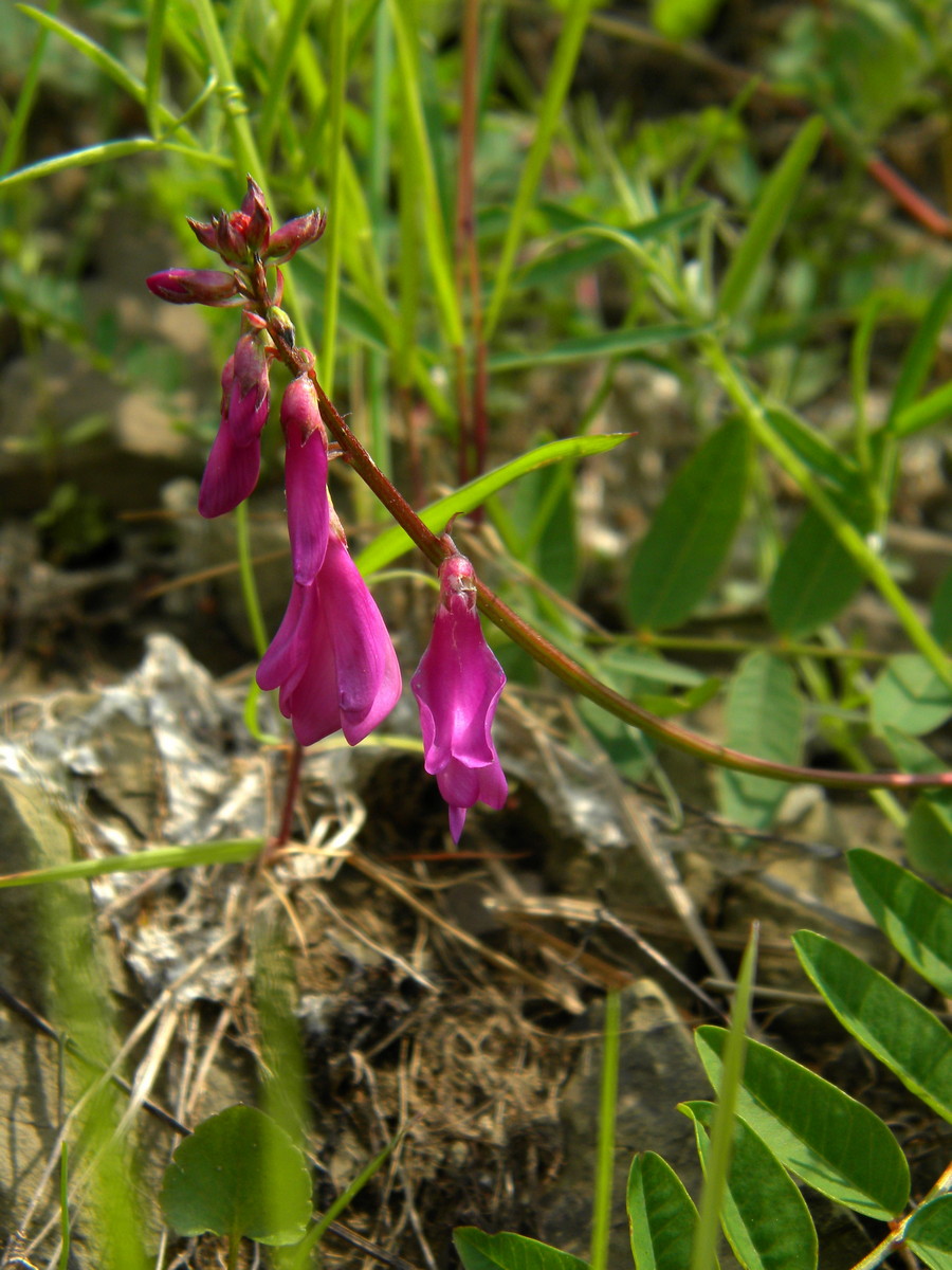 Image of Hedysarum arcticum specimen.