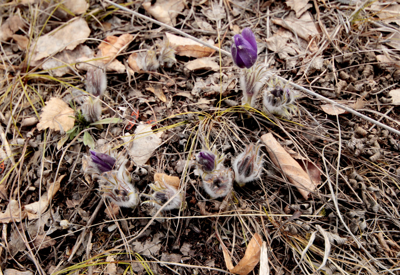 Изображение особи Pulsatilla patens.