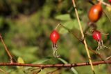 Rosa cinnamomea