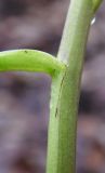 Pachyphragma macrophyllum