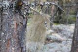 genus Usnea