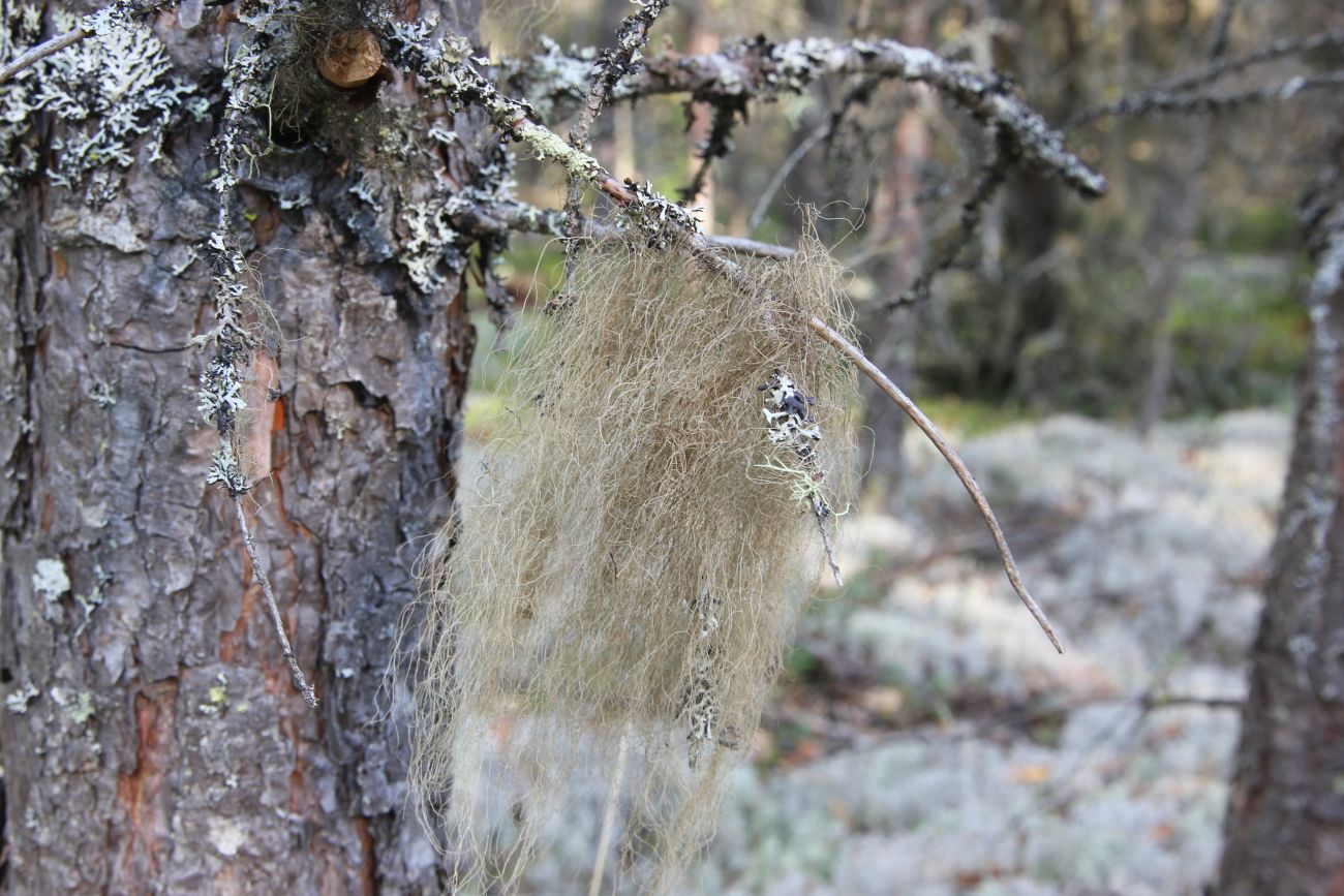 Image of genus Usnea specimen.