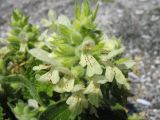 Stachys maritima