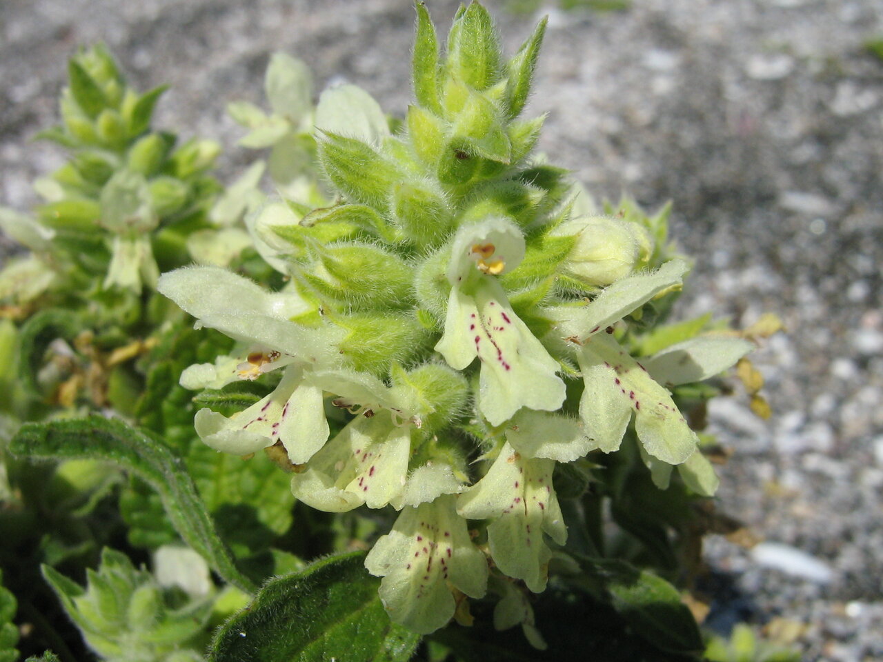 Изображение особи Stachys maritima.