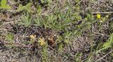 Potentilla goldbachii