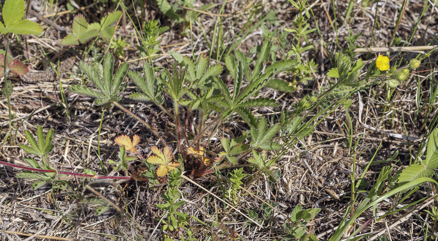 Изображение особи Potentilla goldbachii.