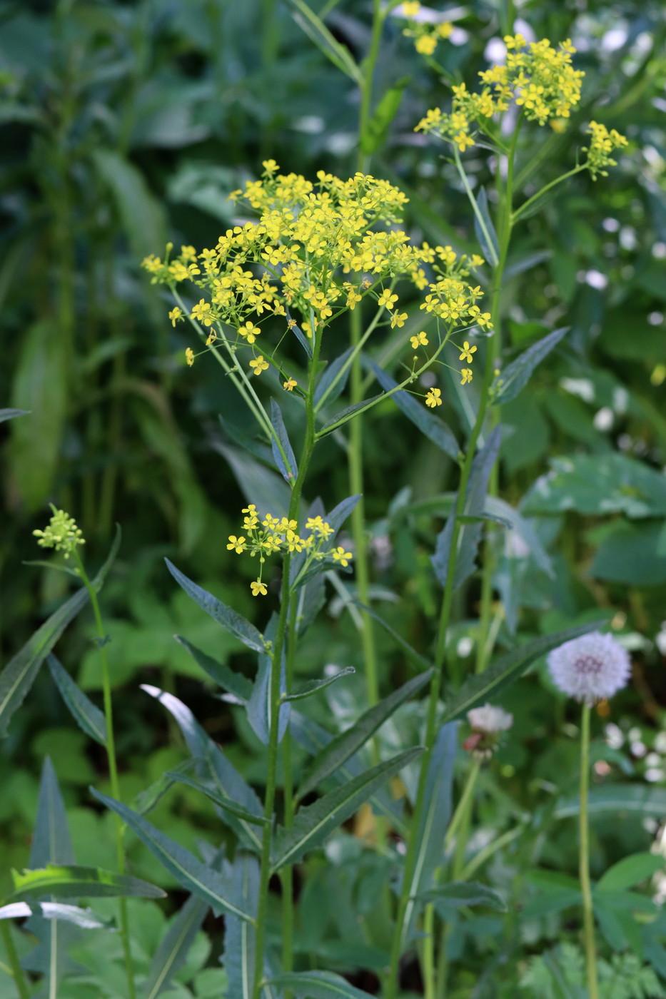 Image of Bunias orientalis specimen.