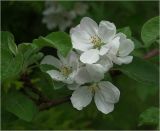 Malus domestica
