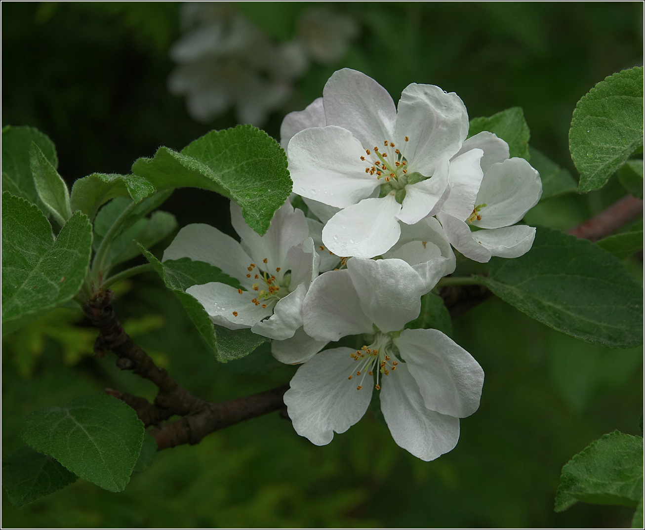 Изображение особи Malus domestica.