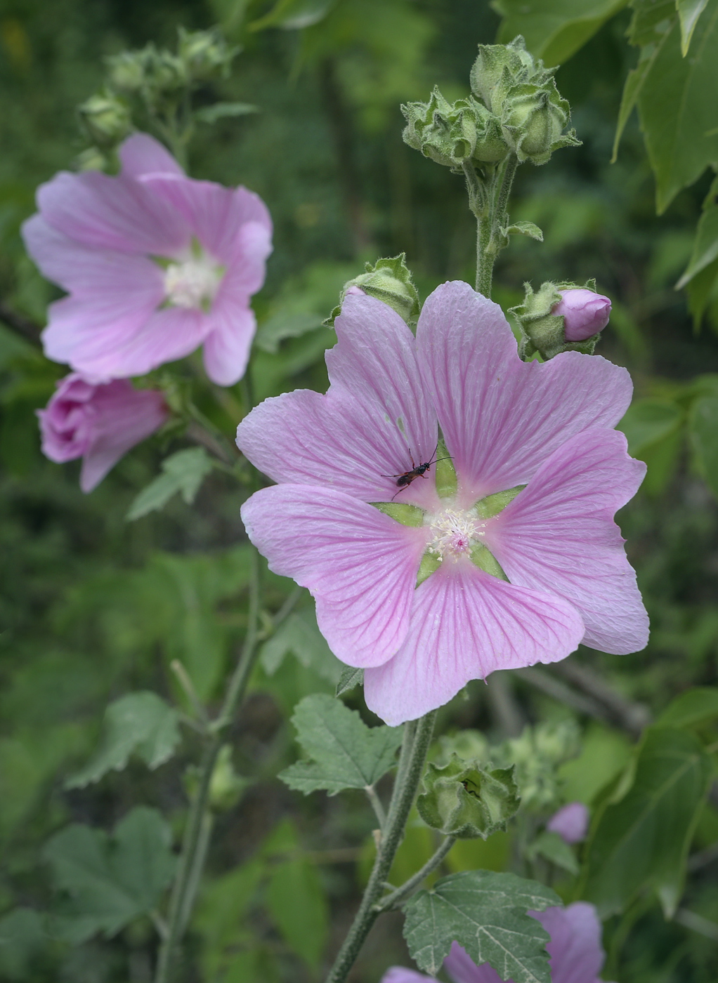 Image of Malva thuringiaca specimen.