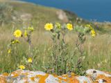 Potentilla taurica. Цветущие растения. Крым, Керченский п-ов, Ленинский р-н, окр с. Осовины, мыс Газан, степь на верхней террасе приморского склона, в расщелине известняковой глыбы. 28.05.2021.