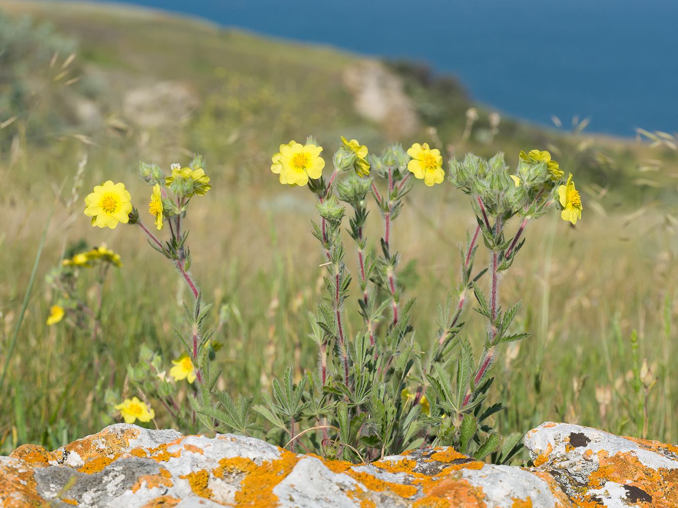 Image of Potentilla taurica specimen.