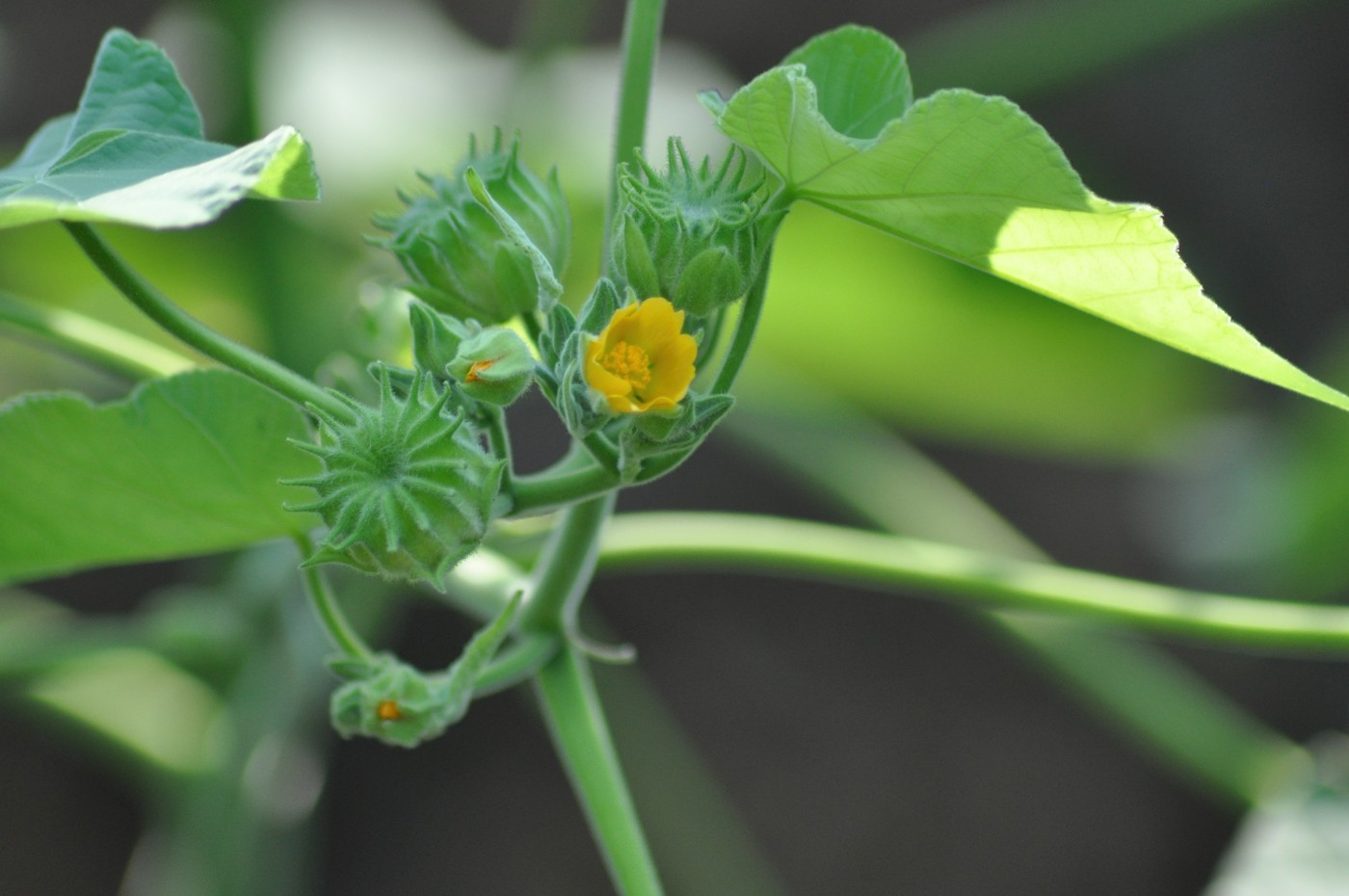 Image of Abutilon theophrasti specimen.