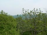 Juglans mandshurica