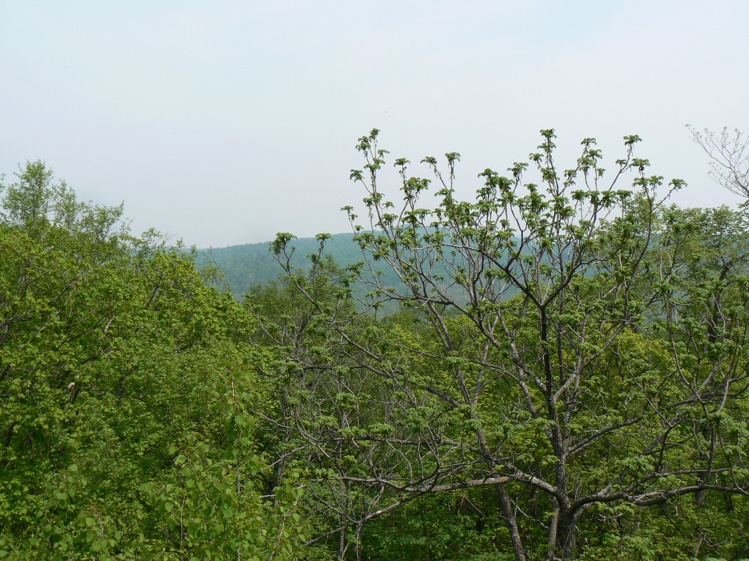 Image of Juglans mandshurica specimen.