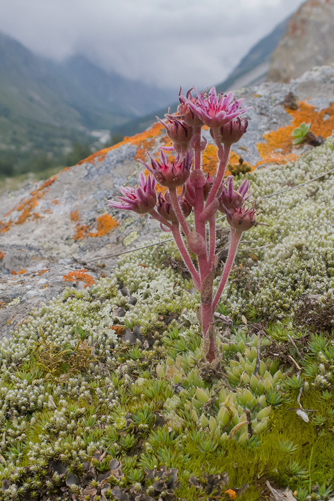 Image of Sempervivum pumilum specimen.