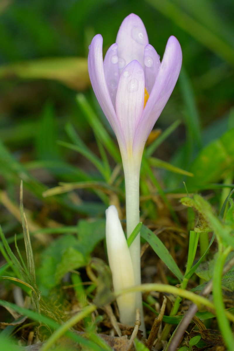 Изображение особи Colchicum umbrosum.