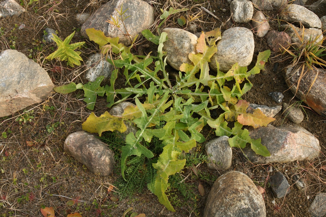 Image of Sonchus humilis specimen.