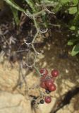 Smilax aspera. Верхушка соплодия, окутанная паутиной клеща Tetranychidae (?). Испания, автономное сообщество Каталония, провинция Жирона, комарка Баш Эмпорда, муниципалитет Паламос, заросли кустарников вдоль кромки прибрежного леса. 24.10.2021.