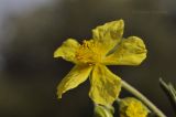 genus Helianthemum