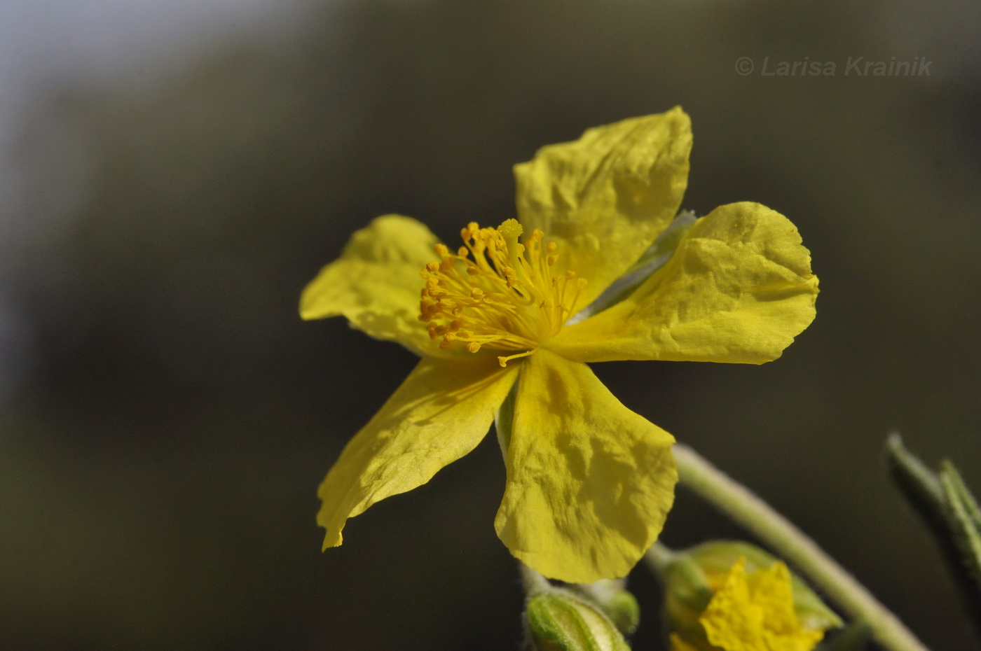 Изображение особи род Helianthemum.