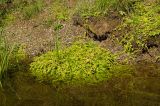 Lysimachia nummularia. Вегетирующие растения в сообществе с Carex. Кировская обл., Афанасьевский р-н, Ичетовкинское сельское поселение, окр. дер. Порубово, долина р. Кама, зарастающий галечник. 25 июля 2021 г.