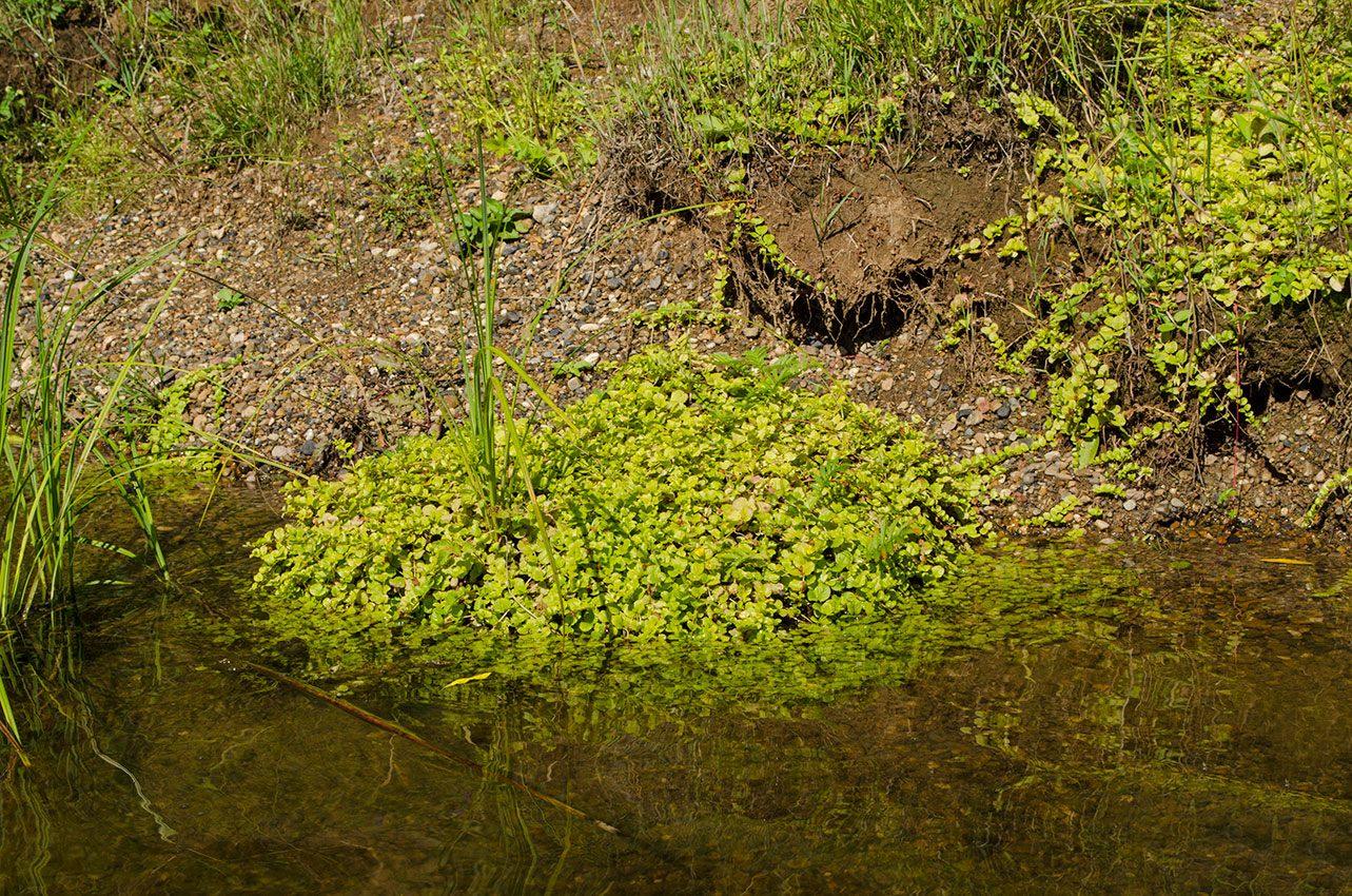 Image of Lysimachia nummularia specimen.