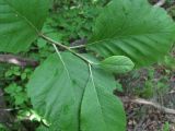 Sorbus graeca. Верхушка побега. Северная Осетия, гор. округ Владикавказ, между с. Ниж. Ларс и Чми, ок. 1300 м н.у.м., лес на склоне. 12.06.2021.