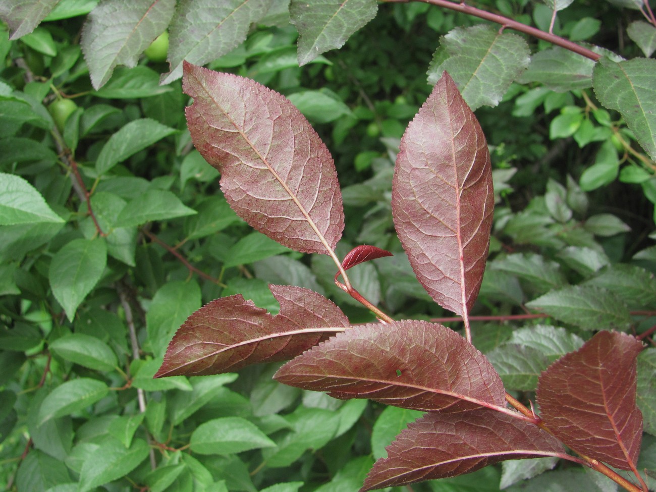 Image of Prunus cerasifera var. pissardii specimen.