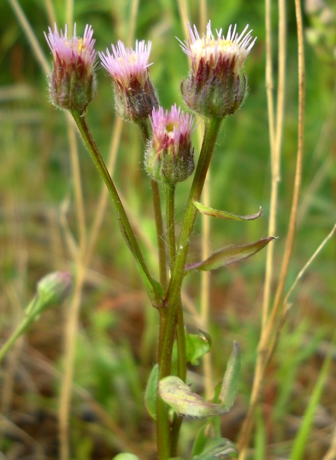 Image of Erigeron politus specimen.