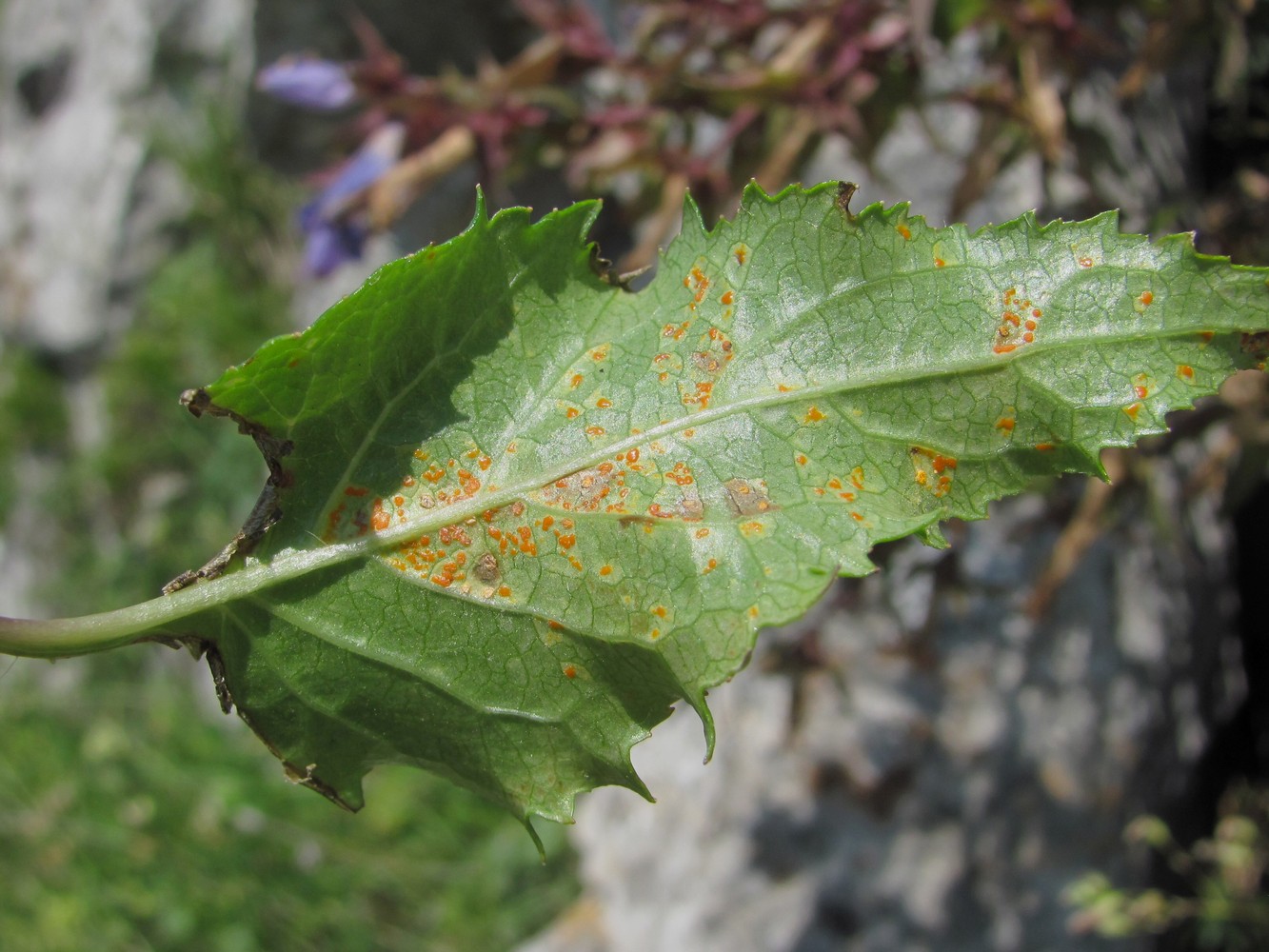 Image of Campanula ossetica specimen.