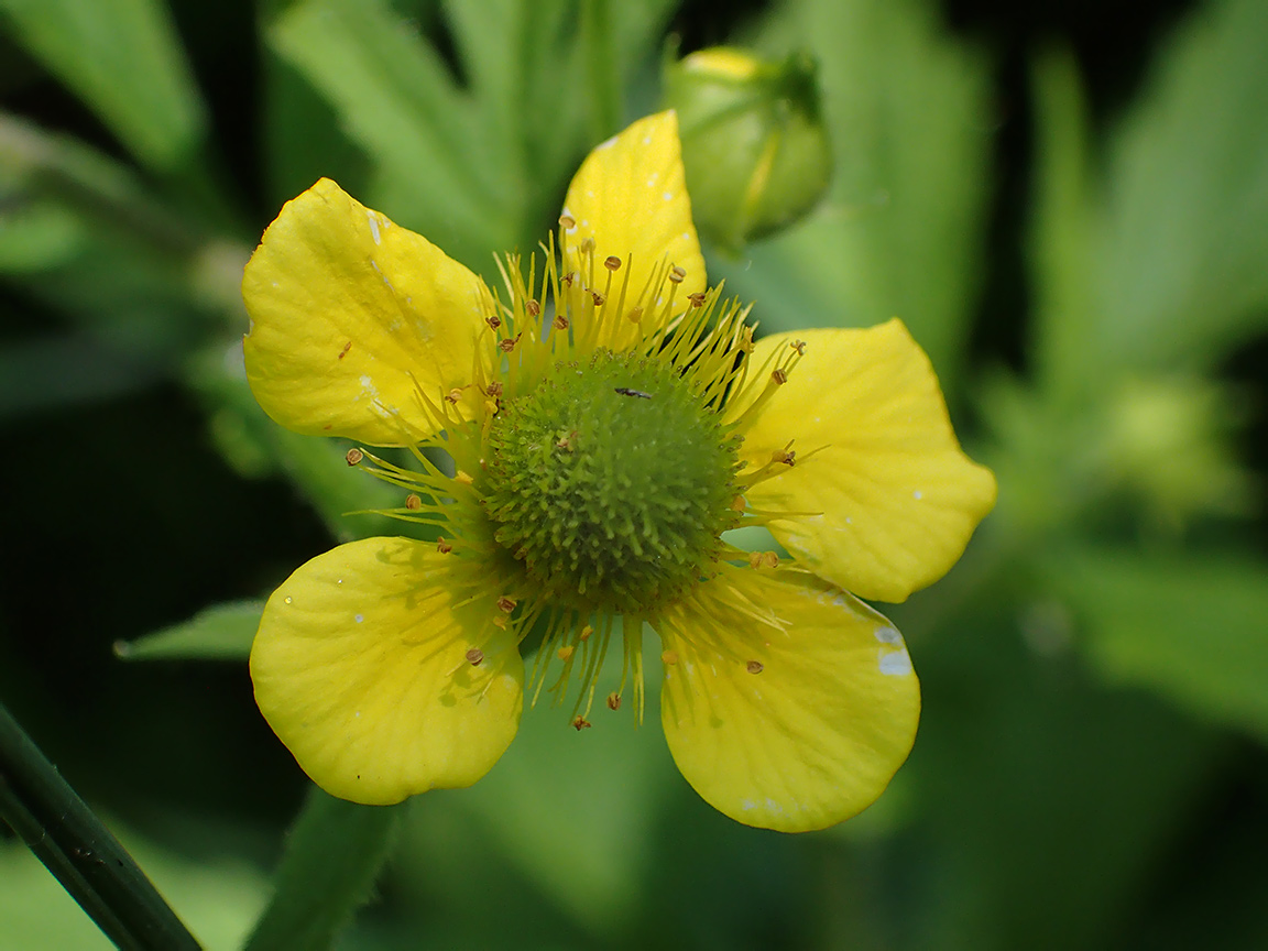 Изображение особи Geum urbanum.