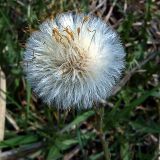 Tussilago farfara